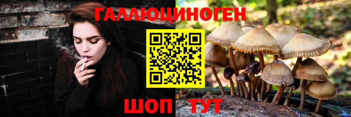 Галлюциногенные грибы Psilocybe Татарск
